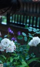 A woman smelling a bunch of white roses in the rain.